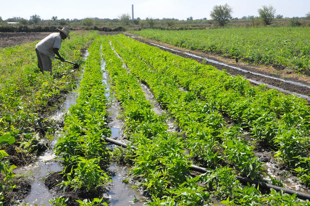 Ratifican campesinos compromisos en producción de alimentos