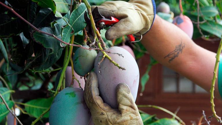 Avanza  cosecha de mango en Granma