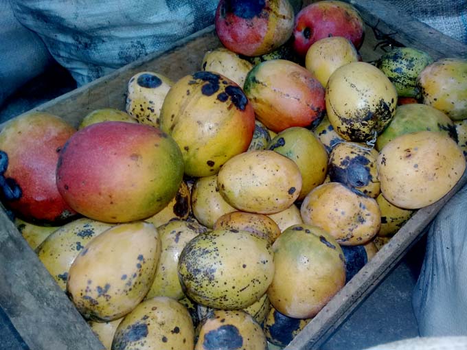 Garantizan acopio de mango en montañas de Bartolomé Masó, en Granma Garantizan acopio de mango en montañas de Bartolomé Masó, en Granma