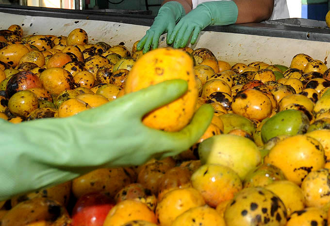 Sobrecumple Conservas Granma plan de molida de campaña del mango