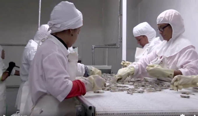 Emplea camaronera Calisur, de Río Cauto, nuevo método de cosecha de juveniles