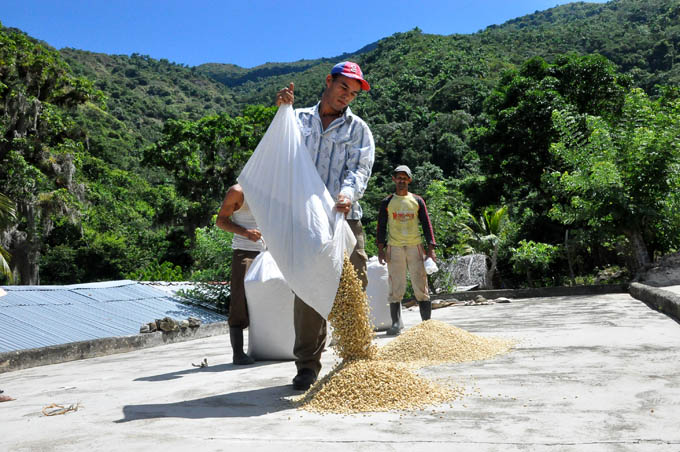 Crecerá producción cafetalera en Granma