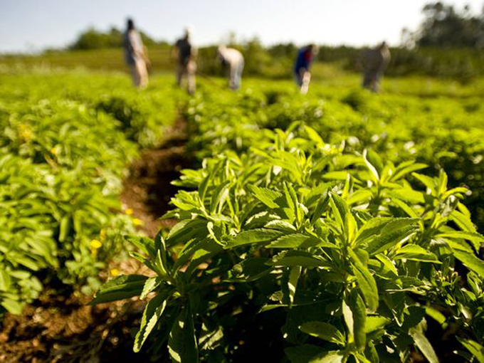 Intercambiarán experiencias, por primera vez en Granma, sobre uso de la Stevia rebaudiana
