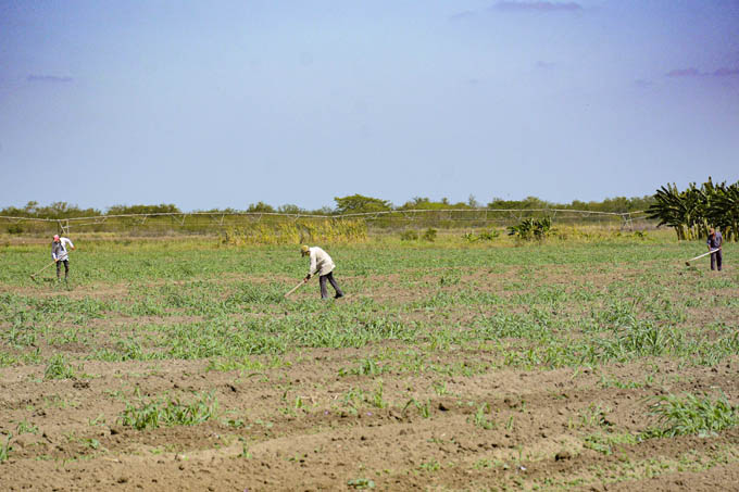 Iniciará campaña de siembra agrícola de frío en Granma