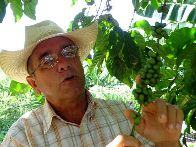 Inicia destacado productor cosecha cafetalera Inicia destacado productor cosecha cafetalera