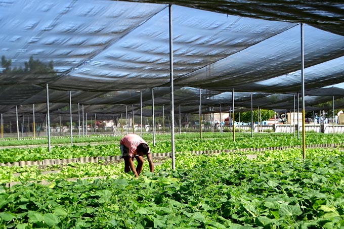 Reconocen labor en la Agricultura Urbana, Suburbana y Familiar en Granma