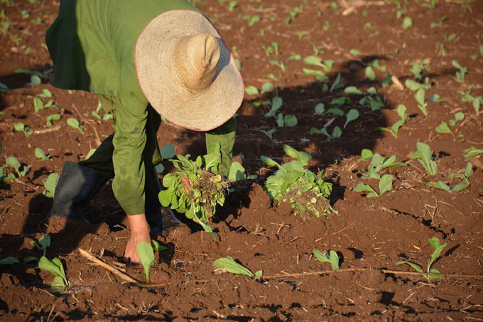 Granma siembra tabaco en la campaña de frío