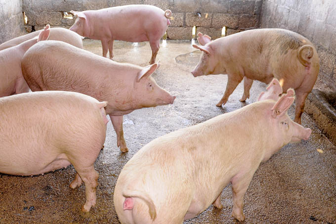 Garantiza Empresa porcina venta de carne en ferias de fin de año