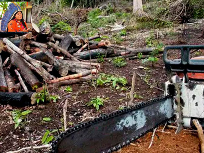 Brasil derogó orden de Bolsonaro que liberó tala en tierras indígenas Brasil derogó orden de Bolsonaro que liberó tala en tierras indígenas