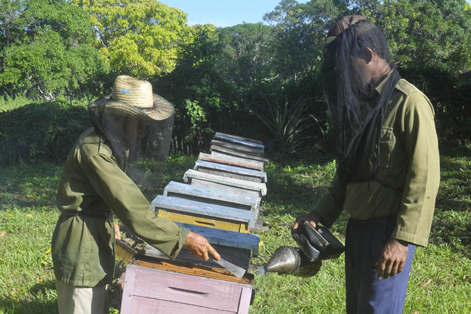 Trabajan para crecer en el parque apícola en Granma Trabajan para crecer en el parque apícola en Granma