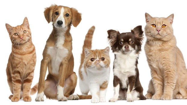 Los animales también son bendecidos Los animales también son bendecidos