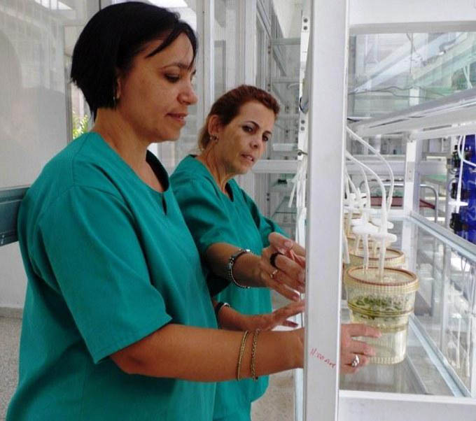 Producción de semilla original de papa por método científico beneficiará la próxima campaña de siembra Producción de semilla original de papa por método científico beneficiará la próxima campaña de siembra