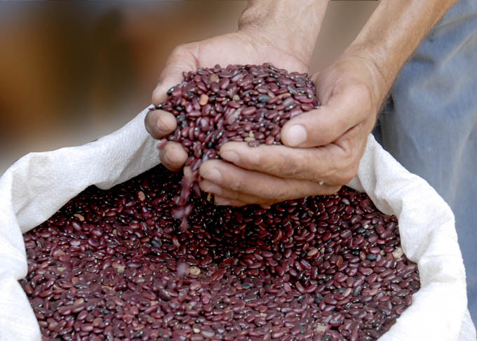 Fomenta Universidad de Granma servicios científicos enfocados a los rendimientos agrícolas Fomenta Universidad de Granma servicios científicos enfocados a los rendimientos agrícolas
