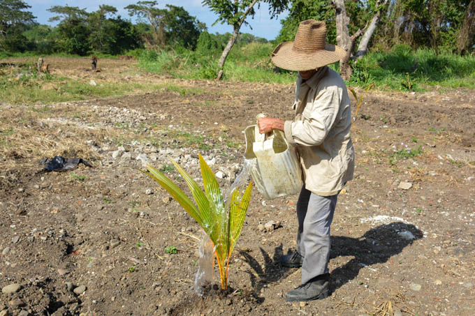 Acometen programa de desarrollo para el cultivo del coco en Granma