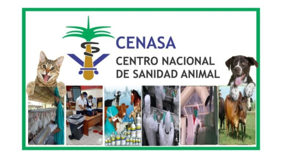 Declaran presencia de influenza aviar en Cuba Declaran presencia de influenza aviar en Cuba