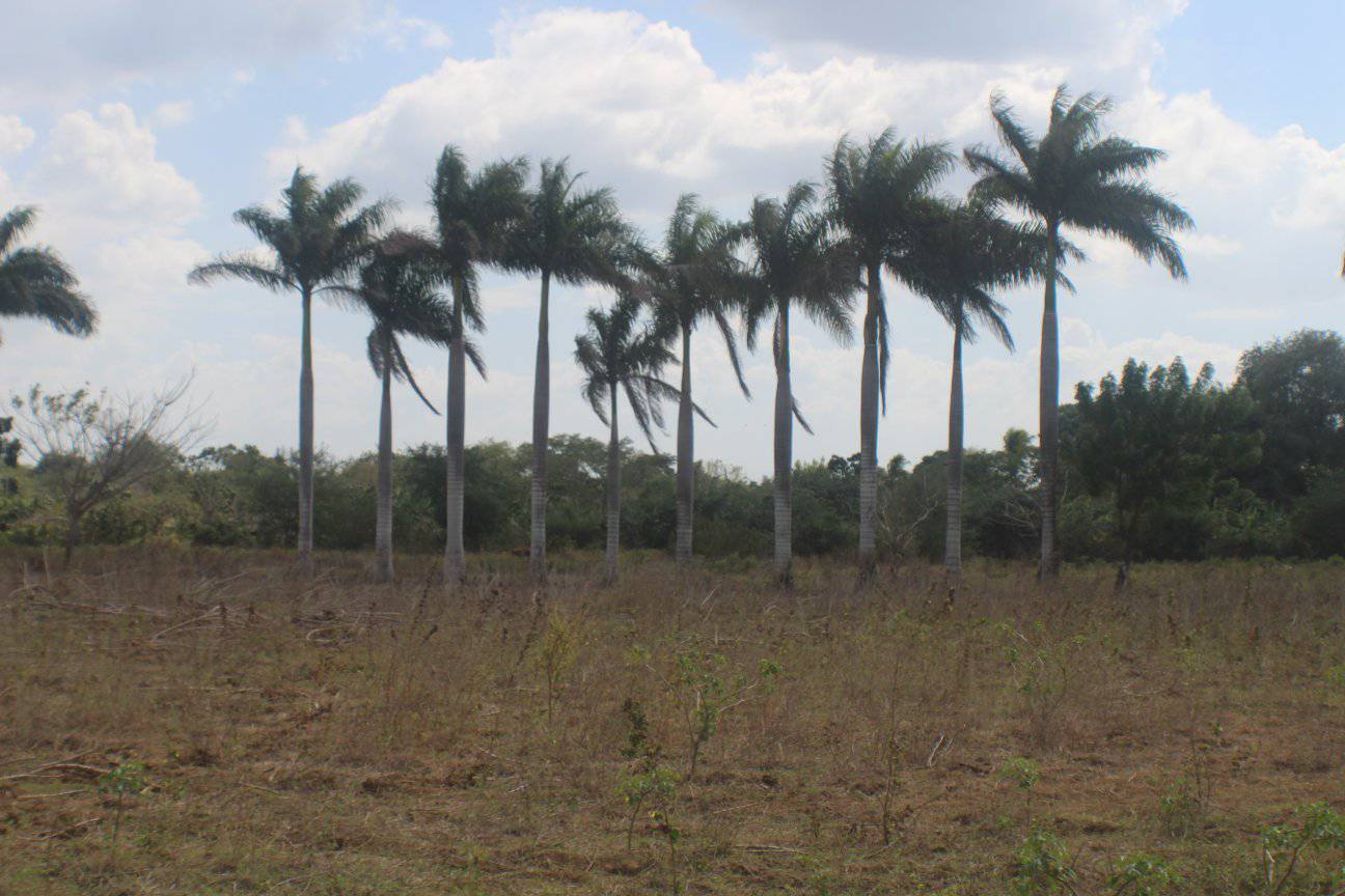 Persiste sequía agrícola en el terriotrio granmense