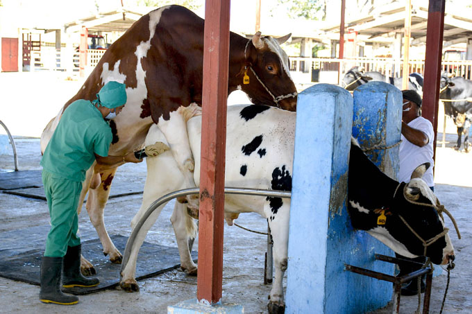 Día de la Medicina Veterinaria: Por el bienestar animal