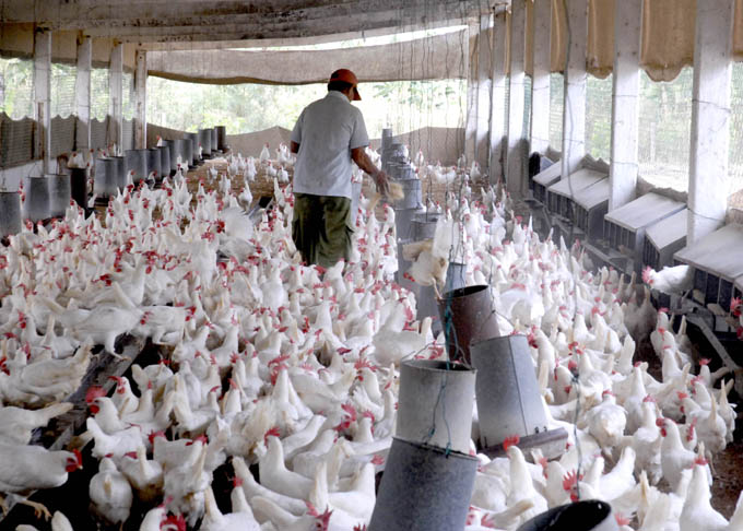 Distribuyen huevos de gallinas de la canasta familiar Distribuyen huevos de gallinas de la canasta familiar
