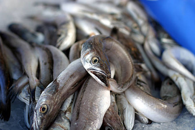 Nuevos rubros dinamizan las exportaciones Nuevos rubros dinamizan las exportaciones