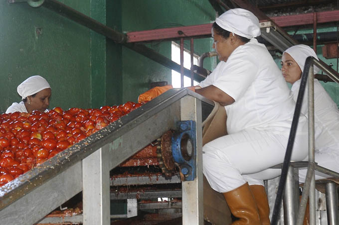 Reconocen respuesta productiva en cosecha de tomate en Granma Reconocen respuesta productiva en cosecha de tomate en Granma