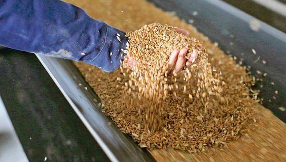 Renuevan acuerdo para la exportación de cereales y fertilizantes desde Rusia y Ucrania