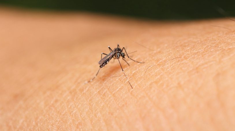 Saliva de mosquito debilita sistema inmunitario, según estudio Saliva de mosquito debilita sistema inmunitario, según estudio