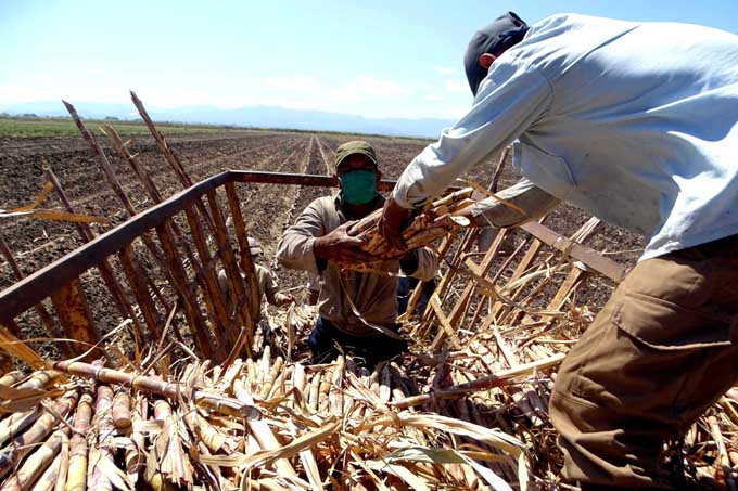 Hacer caña, desafío para los agricultores en Granma Hacer caña, desafío para los agricultores en Granma