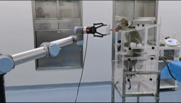 Científicos chinos conectan por primera vez una computadora al cerebro de un mono Científicos chinos conectan por primera vez una computadora al cerebro de un mono
