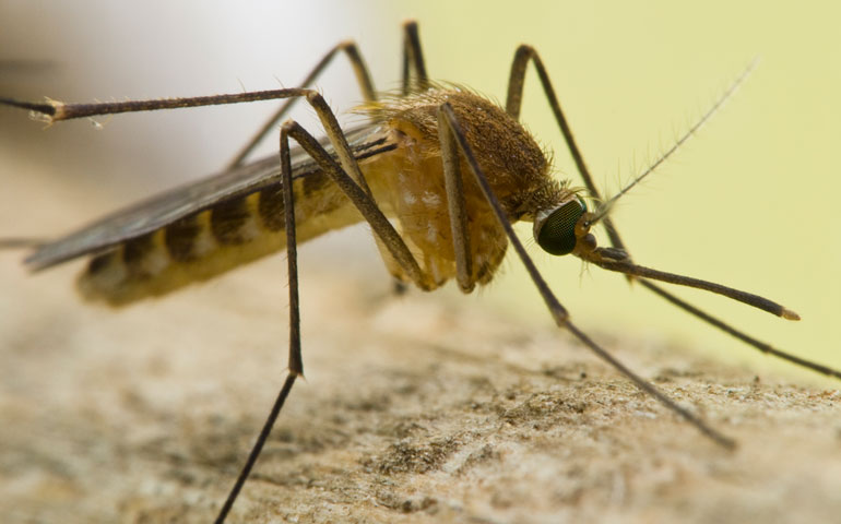 Semana de acción contra los mosquitos Semana de acción contra los mosquitos