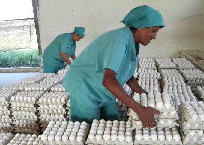 Garantizan distribución de huevos de gallinas  de canasta familiar normada en Granma