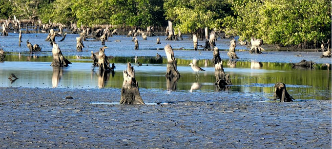 Celebra Granma condición de Destacada en el Día Mundial del Medio Ambiente (+fotos)