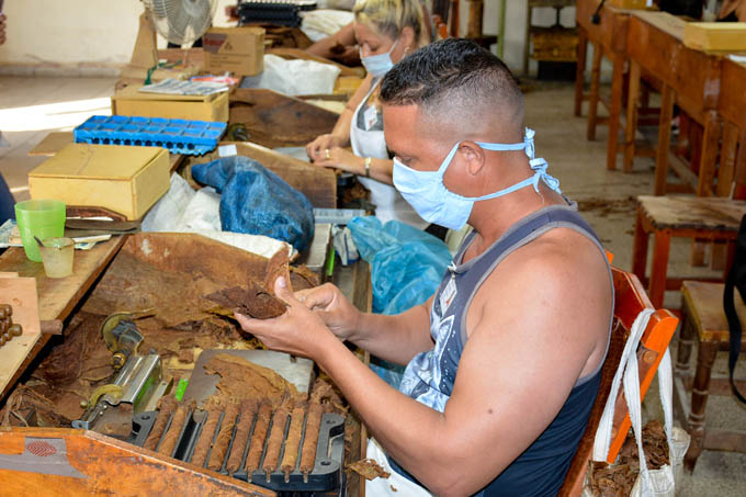 Comenzó jornada por Día del trabajador tabacalero en Granma Comenzó jornada por Día del trabajador tabacalero en Granma