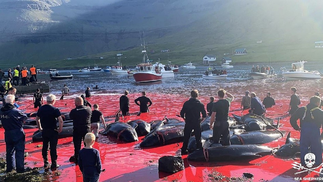 Matan a más de 500 ballenas en las islas Feroe desde el inicio de la polémica cacería anual Matan a más de 500 ballenas en las islas Feroe desde el inicio de la polémica cacería anual