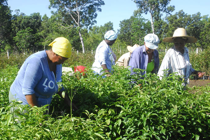 Granma y los desafíos en la producción de alimentos Granma y los desafíos en la producción de alimentos