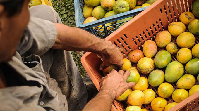 Incumple Granma cosecha del mango Incumple Granma cosecha del mango