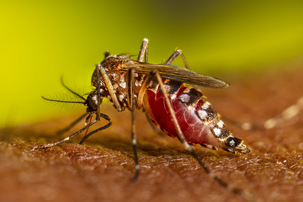 Advierte OMS sobre repunte de infecciones por dengue Advierte OMS sobre repunte de infecciones por dengue