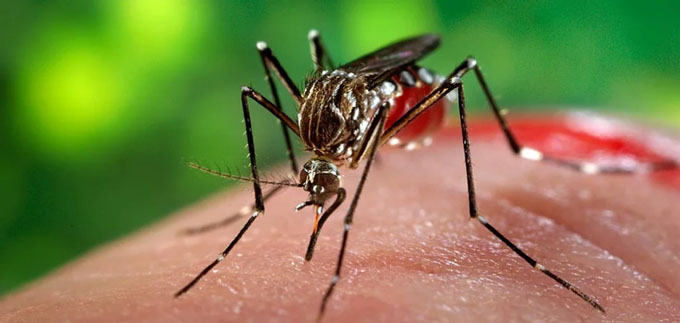 El dengue es cosa seria El dengue es cosa seria