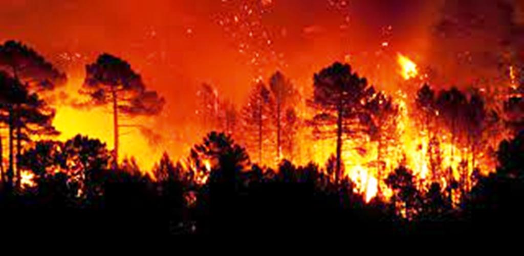 Hoy, Día mundial de la prevención de incendios forestales Hoy, Día mundial de la prevención de incendios forestales