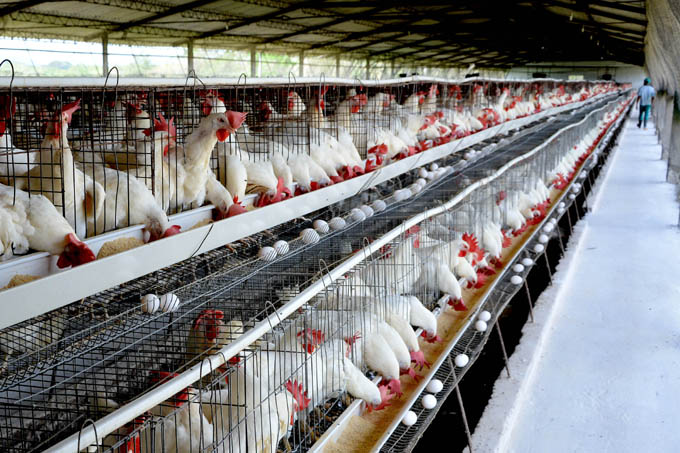 Inició distribución de huevos de gallinas de canasta familiar normada en Granma Inició distribución de huevos de gallinas de canasta familiar normada en Granma