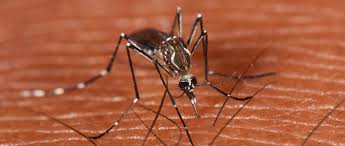 Llama Cuba a mantener la prevención y control del dengue Llama Cuba a mantener la prevención y control del dengue
