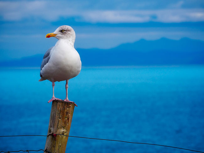 Hoy es el Día mundial de las aves playeras Hoy es el Día mundial de las aves playeras