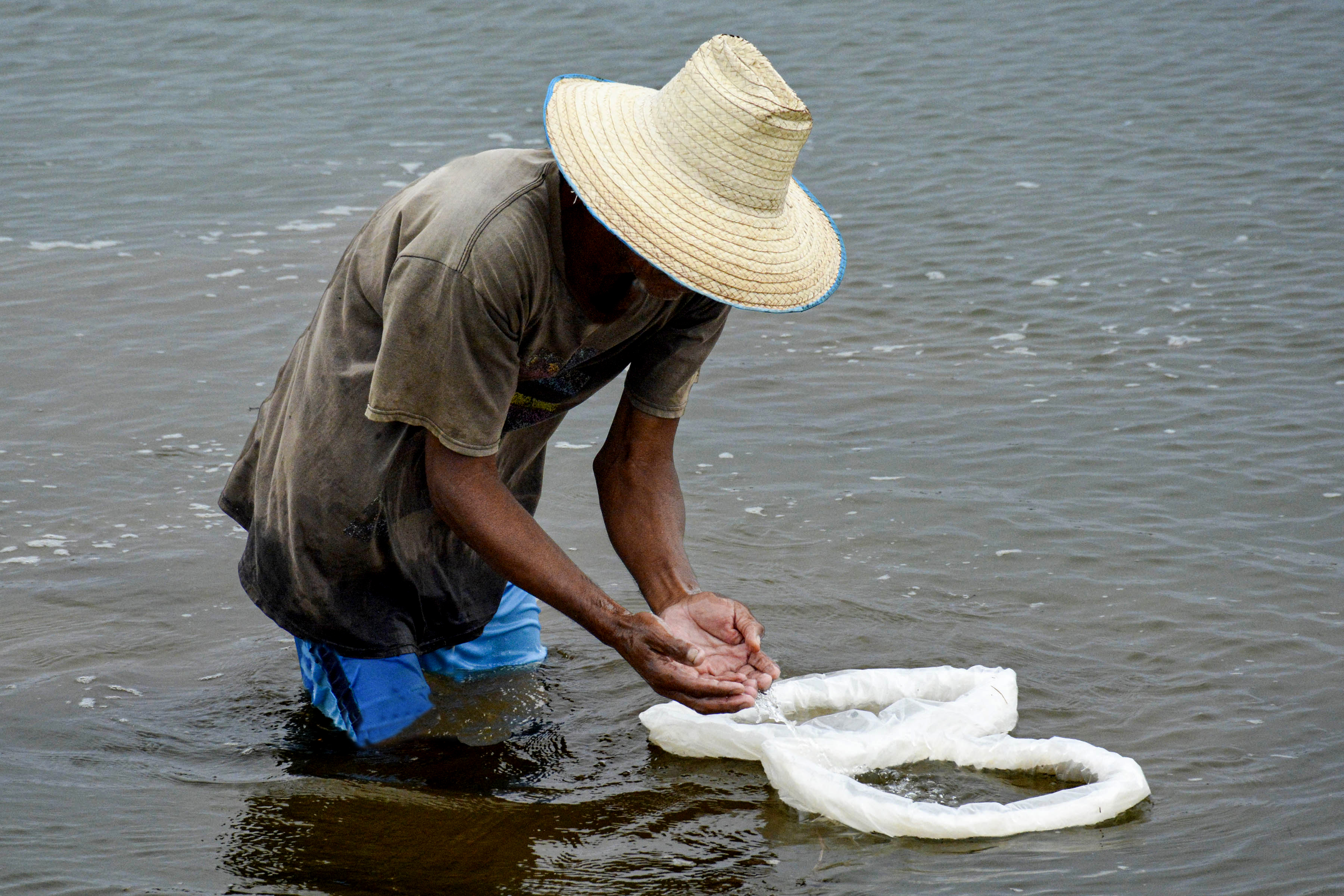 Alcanza Pescagran récord en siembra de alevines