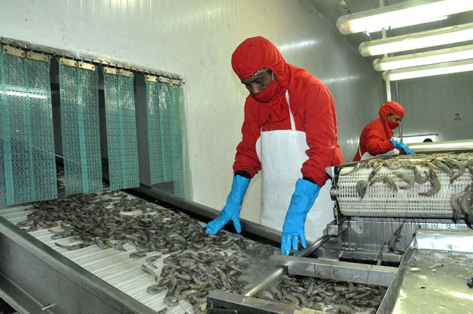 Proyecta Calisur acopiar mil 400 toneladas de camarón en 2024