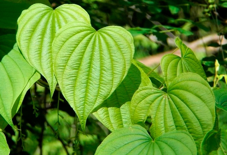 Aúnan voluntades para dinamizar cultivo del ñame Aúnan voluntades para dinamizar cultivo del ñame