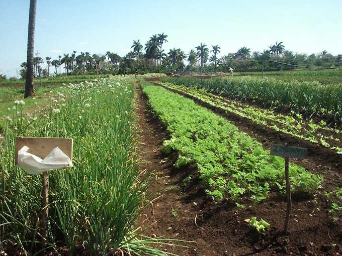 Asume nuevos retos Agricultura Urbana, Suburbana y Familiar en Granma Asume nuevos retos Agricultura Urbana, Suburbana y Familiar en Granma