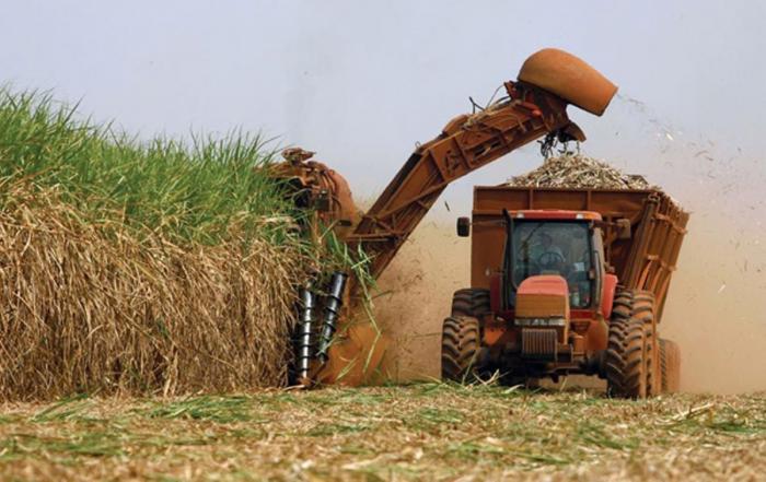 Hay un nuevo precio máximo de acopio para la caña de azúcar Hay un nuevo precio máximo de acopio para la caña de azúcar