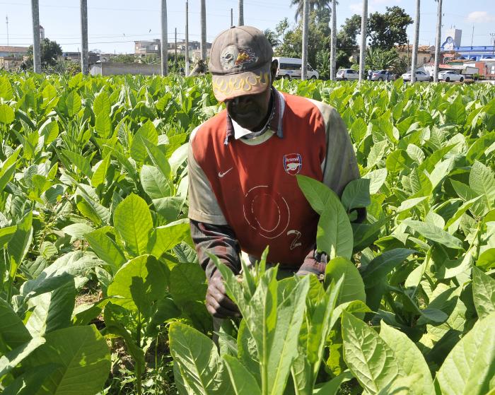 Sembradas más de 14 000 hectáreas de tabaco en el país (+ Video)