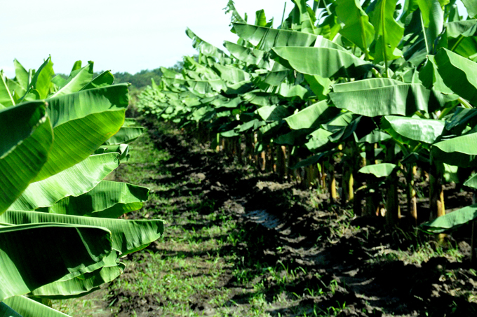 Agricultores ratifican compromiso de cumplir la siembra de frío en cultivos varios Agricultores ratifican compromiso de cumplir la siembra de frío en cultivos varios