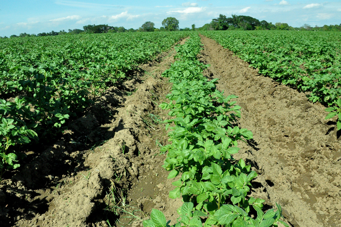 Comenzó cosecha de papa agroecológica en Granma