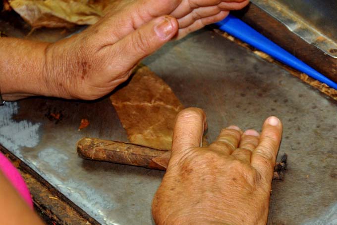 Trabajan tabacaleros para avanzar en la producción en el 2024 Trabajan tabacaleros para avanzar en la producción en el 2024